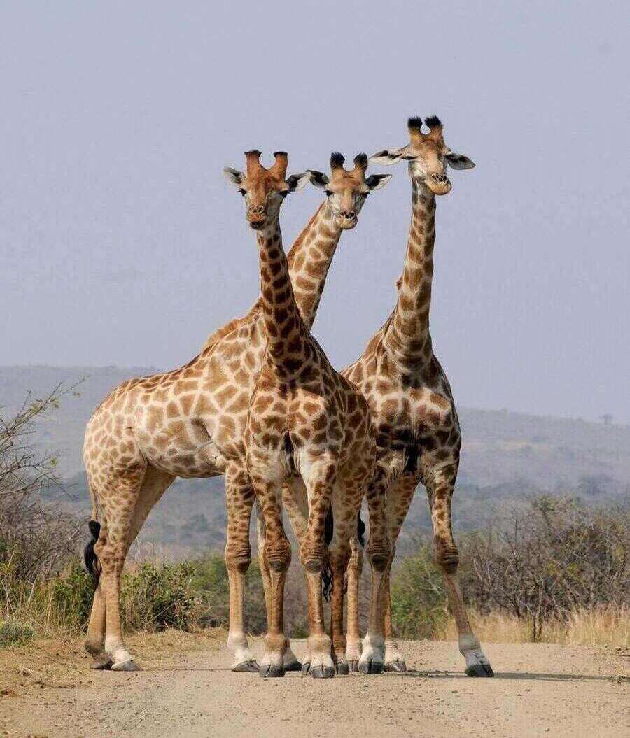 África África